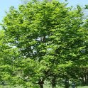 Cladastris kentukea=lutea
